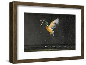 Kingfisher (Alcedo Atthis) in Flight Carrying Fish, Balatonfuzfo, Hungary, January 2009-Novák-Framed Photographic Print