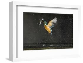 Kingfisher (Alcedo Atthis) in Flight Carrying Fish, Balatonfuzfo, Hungary, January 2009-Novák-Framed Photographic Print