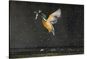 Kingfisher (Alcedo Atthis) in Flight Carrying Fish, Balatonfuzfo, Hungary, January 2009-Novák-Stretched Canvas