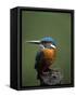 Kingfisher, (Alcedo Atthis), Nrw, Bielefeld, Germany-Thorsten Milse-Framed Stretched Canvas