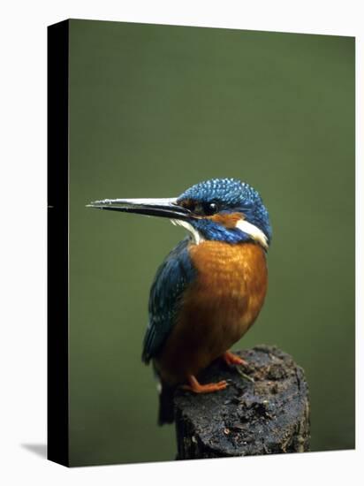 Kingfisher, (Alcedo Atthis), Nrw, Bielefeld, Germany-Thorsten Milse-Stretched Canvas