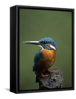 Kingfisher, (Alcedo Atthis), Nrw, Bielefeld, Germany-Thorsten Milse-Framed Stretched Canvas