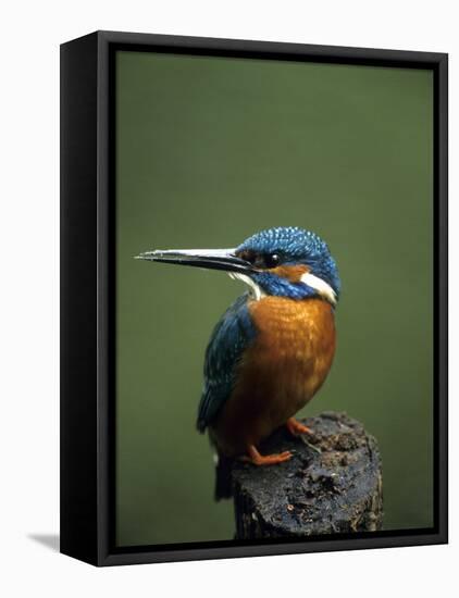 Kingfisher, (Alcedo Atthis), Nrw, Bielefeld, Germany-Thorsten Milse-Framed Stretched Canvas