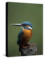 Kingfisher, (Alcedo Atthis), Nrw, Bielefeld, Germany-Thorsten Milse-Stretched Canvas