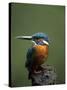 Kingfisher, (Alcedo Atthis), Nrw, Bielefeld, Germany-Thorsten Milse-Stretched Canvas