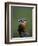 Kingfisher, (Alcedo Atthis), Nrw, Bielefeld, Germany-Thorsten Milse-Framed Photographic Print