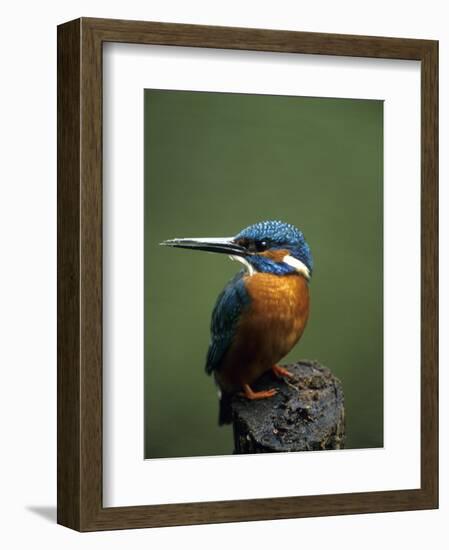 Kingfisher, (Alcedo Atthis), Nrw, Bielefeld, Germany-Thorsten Milse-Framed Photographic Print