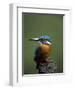 Kingfisher, (Alcedo Atthis), Nrw, Bielefeld, Germany-Thorsten Milse-Framed Photographic Print