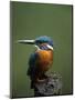 Kingfisher, (Alcedo Atthis), Nrw, Bielefeld, Germany-Thorsten Milse-Mounted Photographic Print