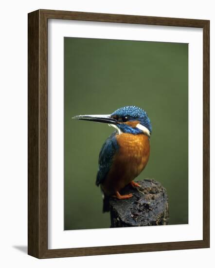 Kingfisher, (Alcedo Atthis), Nrw, Bielefeld, Germany-Thorsten Milse-Framed Photographic Print