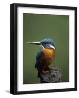 Kingfisher, (Alcedo Atthis), Nrw, Bielefeld, Germany-Thorsten Milse-Framed Photographic Print