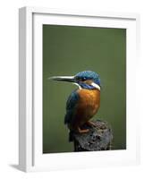 Kingfisher, (Alcedo Atthis), Nrw, Bielefeld, Germany-Thorsten Milse-Framed Photographic Print