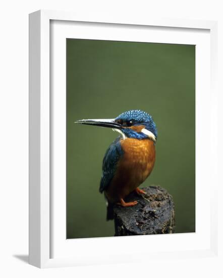 Kingfisher, (Alcedo Atthis), Nrw, Bielefeld, Germany-Thorsten Milse-Framed Photographic Print