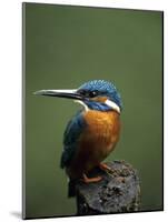 Kingfisher, (Alcedo Atthis), Nrw, Bielefeld, Germany-Thorsten Milse-Mounted Photographic Print