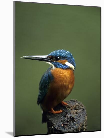 Kingfisher, (Alcedo Atthis), Nrw, Bielefeld, Germany-Thorsten Milse-Mounted Photographic Print