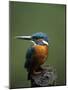 Kingfisher, (Alcedo Atthis), Nrw, Bielefeld, Germany-Thorsten Milse-Mounted Photographic Print