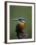 Kingfisher, (Alcedo Atthis), Nrw, Bielefeld, Germany-Thorsten Milse-Framed Photographic Print