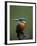 Kingfisher, (Alcedo Atthis), Nrw, Bielefeld, Germany-Thorsten Milse-Framed Photographic Print