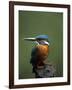 Kingfisher, (Alcedo Atthis), Nrw, Bielefeld, Germany-Thorsten Milse-Framed Photographic Print