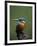 Kingfisher, (Alcedo Atthis), Nrw, Bielefeld, Germany-Thorsten Milse-Framed Photographic Print