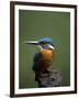 Kingfisher, (Alcedo Atthis), Nrw, Bielefeld, Germany-Thorsten Milse-Framed Photographic Print