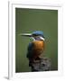 Kingfisher, (Alcedo Atthis), Nrw, Bielefeld, Germany-Thorsten Milse-Framed Photographic Print