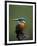 Kingfisher, (Alcedo Atthis), Nrw, Bielefeld, Germany-Thorsten Milse-Framed Photographic Print