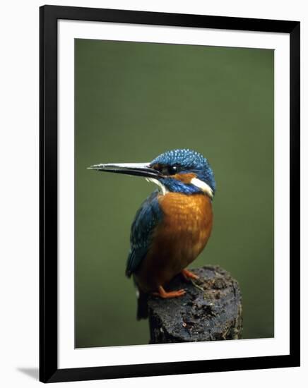Kingfisher, (Alcedo Atthis), Nrw, Bielefeld, Germany-Thorsten Milse-Framed Photographic Print