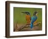 Kingfisher (Alcedo Atthis)-Stefan Benfer-Framed Photographic Print