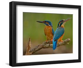 Kingfisher (Alcedo Atthis)-Stefan Benfer-Framed Photographic Print