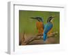 Kingfisher (Alcedo Atthis)-Stefan Benfer-Framed Photographic Print