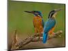 Kingfisher (Alcedo Atthis)-Stefan Benfer-Mounted Photographic Print