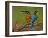 Kingfisher (Alcedo Atthis)-Stefan Benfer-Framed Photographic Print