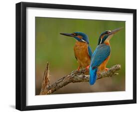 Kingfisher (Alcedo Atthis)-Stefan Benfer-Framed Photographic Print