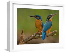 Kingfisher (Alcedo Atthis)-Stefan Benfer-Framed Photographic Print