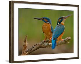 Kingfisher (Alcedo Atthis)-Stefan Benfer-Framed Photographic Print