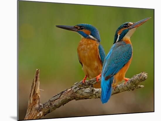 Kingfisher (Alcedo Atthis)-Stefan Benfer-Mounted Photographic Print