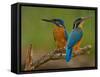 Kingfisher (Alcedo Atthis)-Stefan Benfer-Framed Stretched Canvas