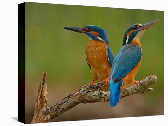 Kingfisher (Alcedo Atthis)-Stefan Benfer-Stretched Canvas