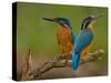 Kingfisher (Alcedo Atthis)-Stefan Benfer-Stretched Canvas