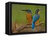 Kingfisher (Alcedo Atthis)-Stefan Benfer-Framed Stretched Canvas