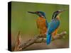 Kingfisher (Alcedo Atthis)-Stefan Benfer-Stretched Canvas