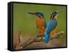 Kingfisher (Alcedo Atthis)-Stefan Benfer-Framed Stretched Canvas