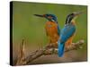 Kingfisher (Alcedo Atthis)-Stefan Benfer-Stretched Canvas