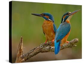 Kingfisher (Alcedo Atthis)-Stefan Benfer-Stretched Canvas