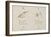 Kingfisher and Lily Illustrations and Verse From Nonsense Alphabets by Edward Lear.-null-Framed Giclee Print