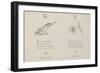 Kingfisher and Lily Illustrations and Verse From Nonsense Alphabets by Edward Lear.-null-Framed Giclee Print