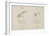 Kingfisher and Lily Illustrations and Verse From Nonsense Alphabets by Edward Lear.-null-Framed Giclee Print