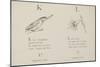 Kingfisher and Lily Illustrations and Verse From Nonsense Alphabets by Edward Lear.-null-Mounted Giclee Print