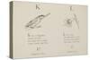 Kingfisher and Lily Illustrations and Verse From Nonsense Alphabets by Edward Lear.-null-Stretched Canvas